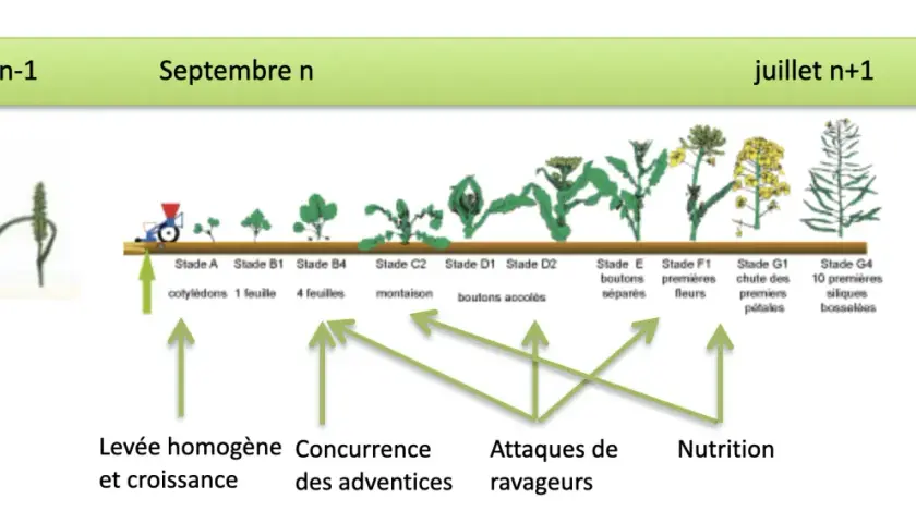 Chronologie du stade du colza, de la levée à la formation des siliques, avec les facteurs influençant sa croissance.