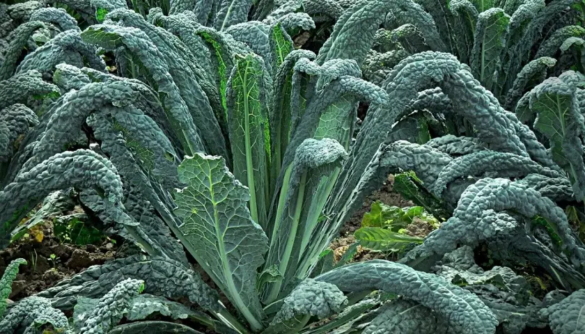 Cavolo nero rigoglioso nel campo, ideale per sapere quando piantare cavolo nero e godere di un raccolto sano.
