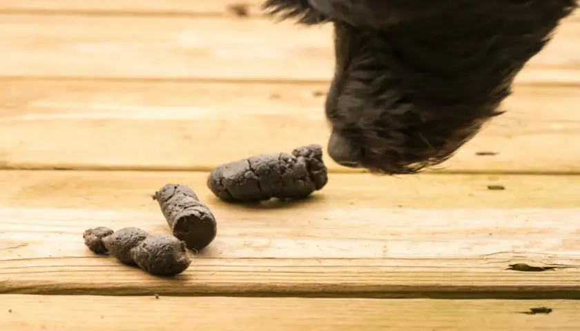 Un chien noir renifle des excréments sur une terrasse en bois. Il semble qu'il y ait eu un vomissement.