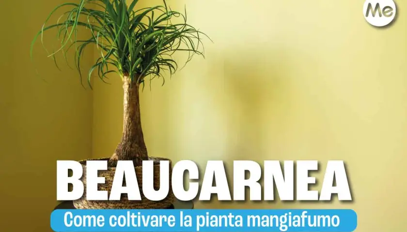 Beaucarnea, la pianta mangiafumo, con il suo tronco bulboso e le lunghe foglie verdi, è facile da curare.