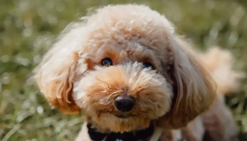 Uroczy maltipoo piesek, jak mały miś, z puszystym futerkiem i błyszczącymi oczami, siedzi na trawie.