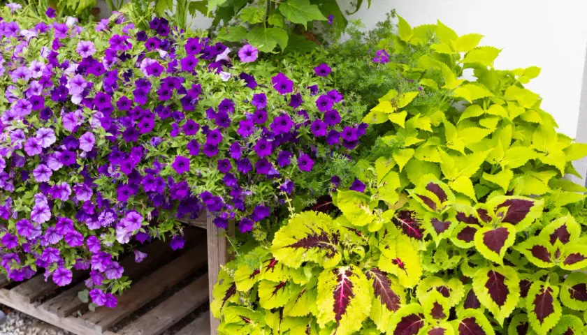 Kaskada fioletowych supertunia vista zachwyca kolorami, kontrastując z jasnozielonymi liśćmi.