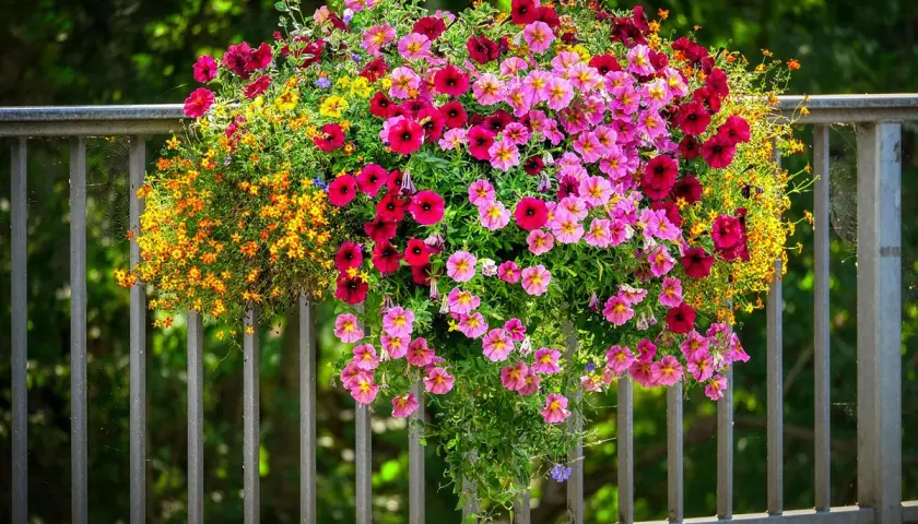 Cesta colgante rebosante de vibrantes flores de verano en tonos rosa, fucsia y amarillo, adornando una barandilla metálica.