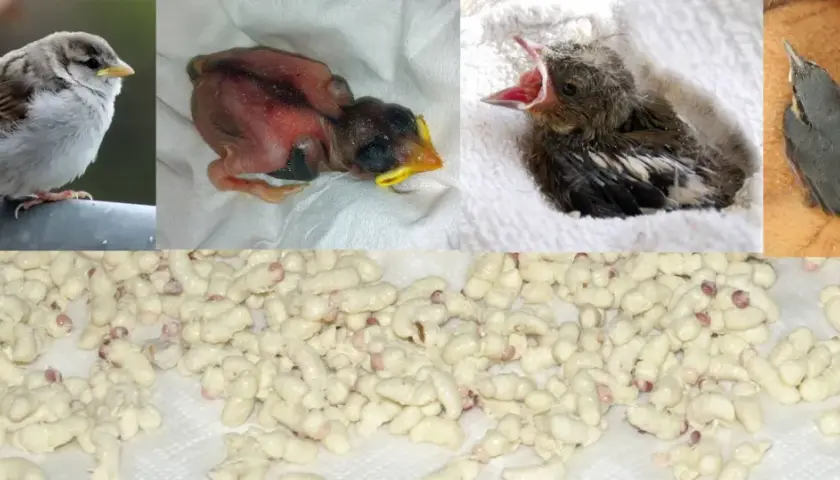 Junge Spatzen hungrig: Ein erwachsener Spatz, Küken in verschiedenen Stadien und ein Haufen Maden, was fressen junge Spatzen.