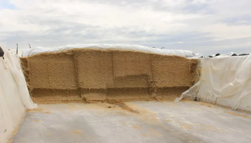 Großer Siloberg aus Futter, der mit weißer Folie zum Silo abdecken vorbereitet wird.