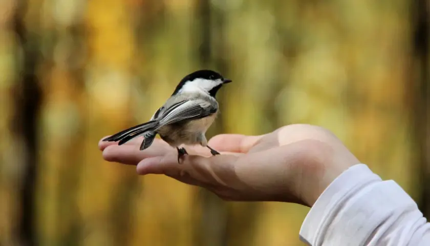 Un pájaro se posa en una mano abierta, un símbolo de paz y conexión con la naturaleza. Los pájaros significado espiritual nos recuerdan la libertad y la esperanza.