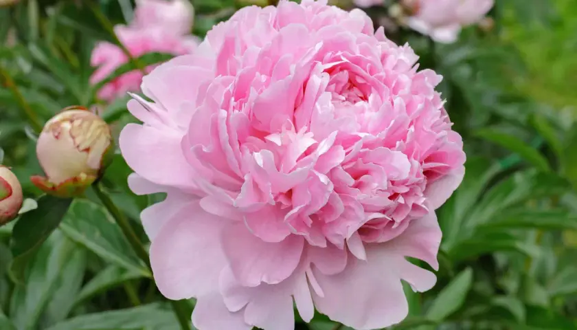 Un bocciolo di peonia rosa pallido si apre in un tripudio di petali soffici, mostrando il suo delicato color peonia.