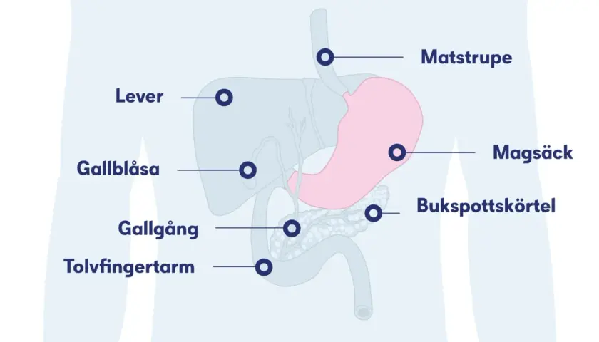 Illustration av matsmältningsorganen: lever, magsäck, bukspottkörtel, gallblåsa, gallgång och tolvfingertarm. Kan visa var en kramp i solar plexus kan kännas.