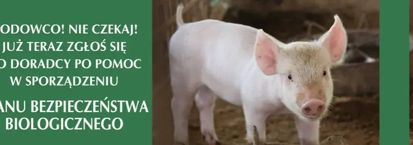 Plan bezpieczeństwa biologicznego: Ochrona hodowli świń krok po kroku