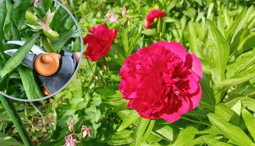 Kiedy ścinać liście piwonii? Sekator przy łupinie nasiennej, obok pięknych, czerwonych kwiatów.