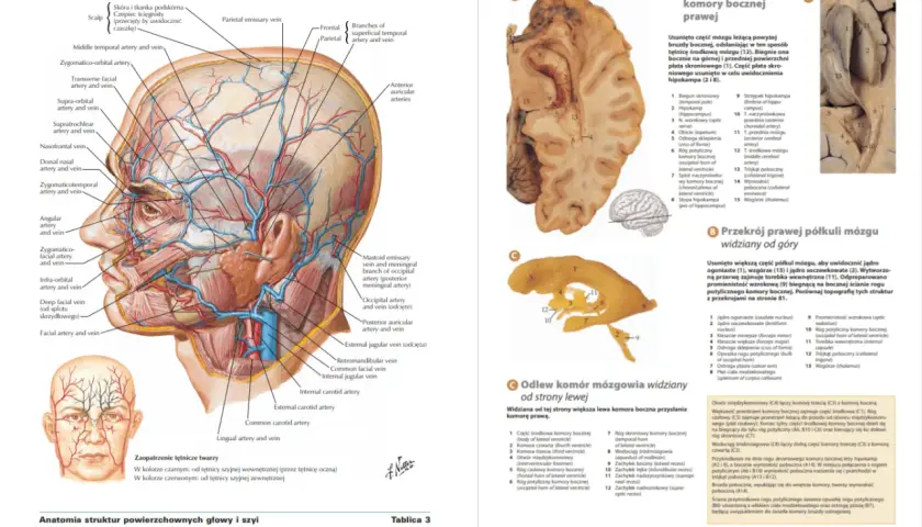 Anatomia człowieka po polsku: tętnice i żyły twarzy, powłok czaszki oraz przekroje mózgowia.