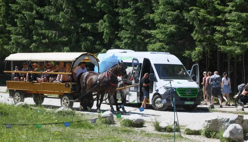 Koniki morskie oko ciągną dorożkę z turystami obok białego busa, na tle gęstego lasu iglastego.