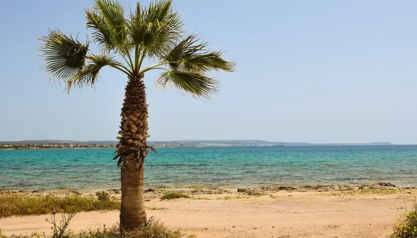 Palma na piaszczystej plaży, turkusowe morze. Czy to miejsce, gdzie jest najcieplejsza woda na świecie?