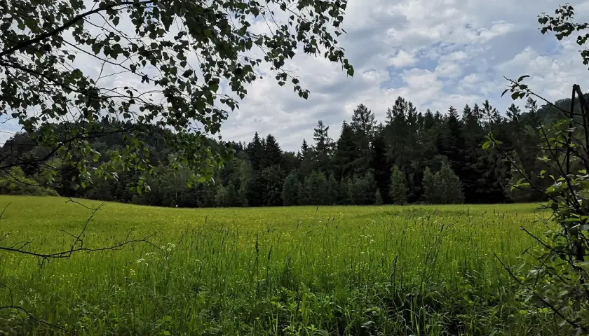 Zielona łąka i las na tle nieba. Krynica-Zdrój jakie to góry? Beskid Sądecki, łagodne wzgórza porośnięte lasem.