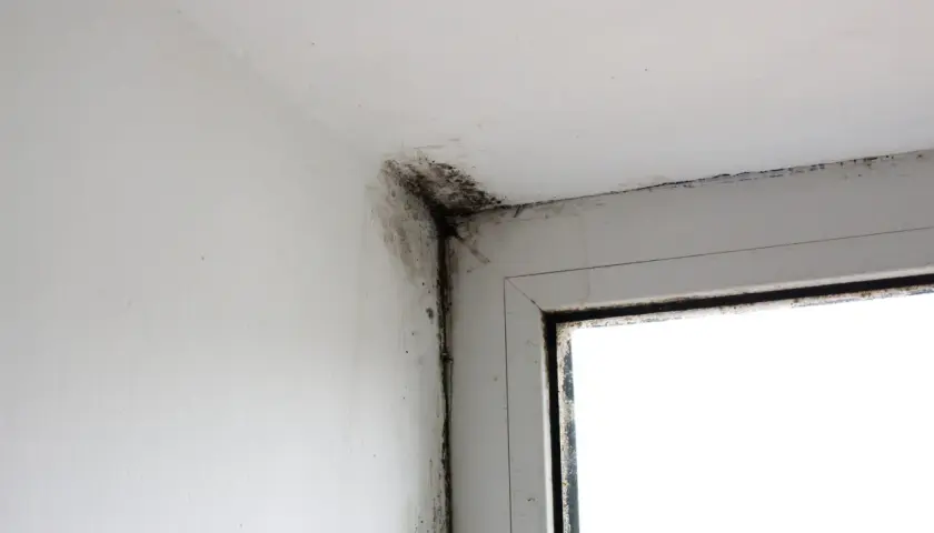 Moisissure noire dans le coin d'une pièce, près d'une fenêtre. Une situation qui justifie une lettre pour quitter un logement insalubre.