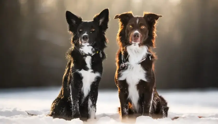 Dwa urocze psy rasy border collie miniaturka siedzą w śniegu, oświetlone ciepłym, zimowym słońcem.