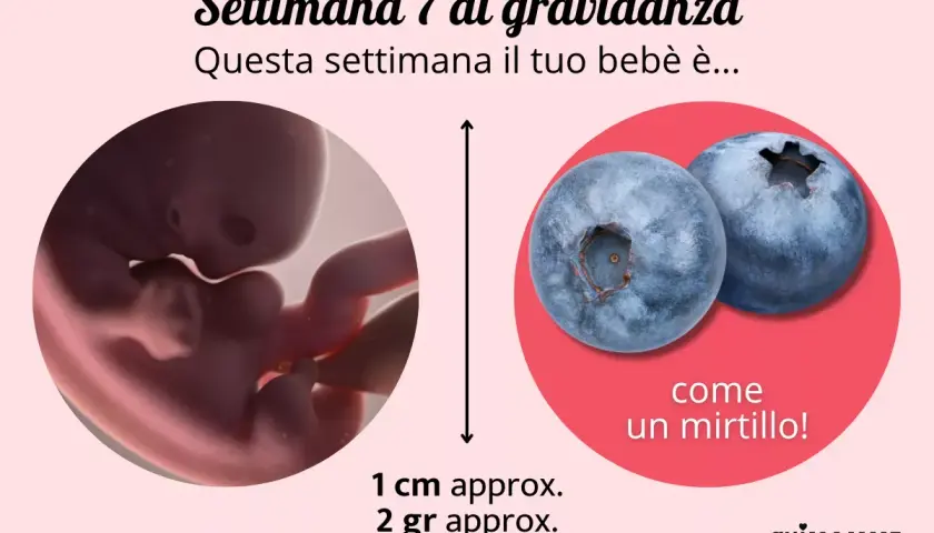 Settimana 7 di gravidanza: il tuo bebè è grande come un mirtillo, circa 1 cm e 2 grammi.