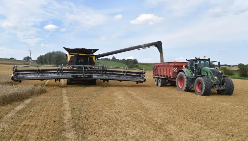 Mähdrescher erntet Raps auf einem Feld.