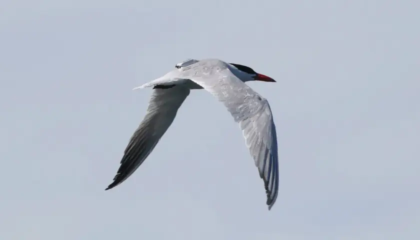 En fisktärna med röd näbb och svart hätta flyger mot himlen. Ett exempel på Sveriges fåglar.