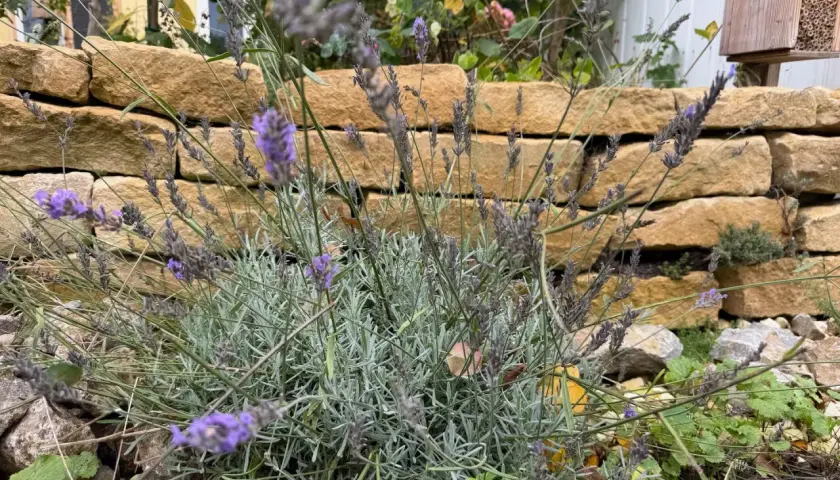 Lavendel schneiden für einen duftenden Garten. Die violetten Blüten vor der Steinmauer verströmen ihren Duft.