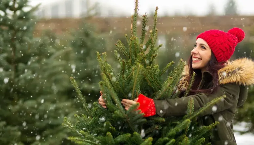 Ile kosztuje choinka w doniczce? Ceny, które Cię zaskoczą