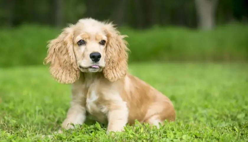 Uroczy szczeniak rasy english cocker spaniel siedzi na trawie, z językiem lekko wysuniętym.