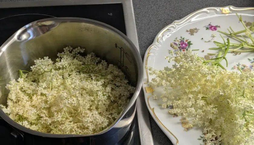 Fleurs de sureau dans une casserole et sur une assiette décorée, prêtes pour faire du sirop de sureau.