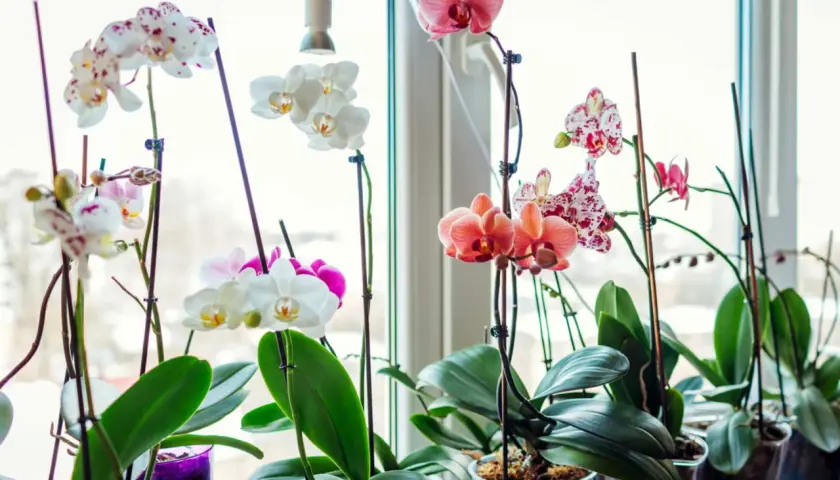 Orchidées épanouies sur un rebord de fenêtre. Un remède de grand-mère pour orchidée, comme un peu de lumière naturelle, suffit à les faire prospérer.