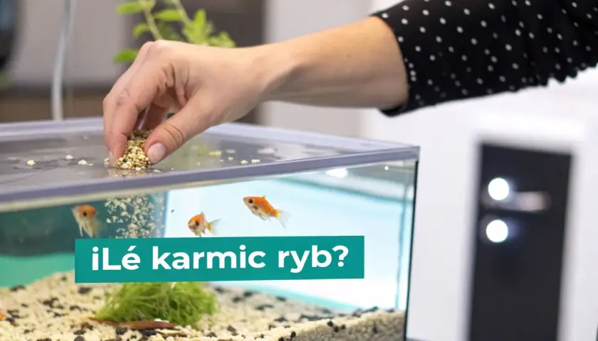 Dłoń wsypuje pokarm do akwarium, gdzie pływają złote rybki. Zastanawiasz się, co jedzą ryby?