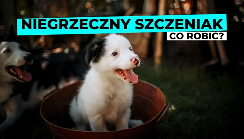Niesforny szczeniak? Praktyczny poradnik, jak rozwiązać problemy