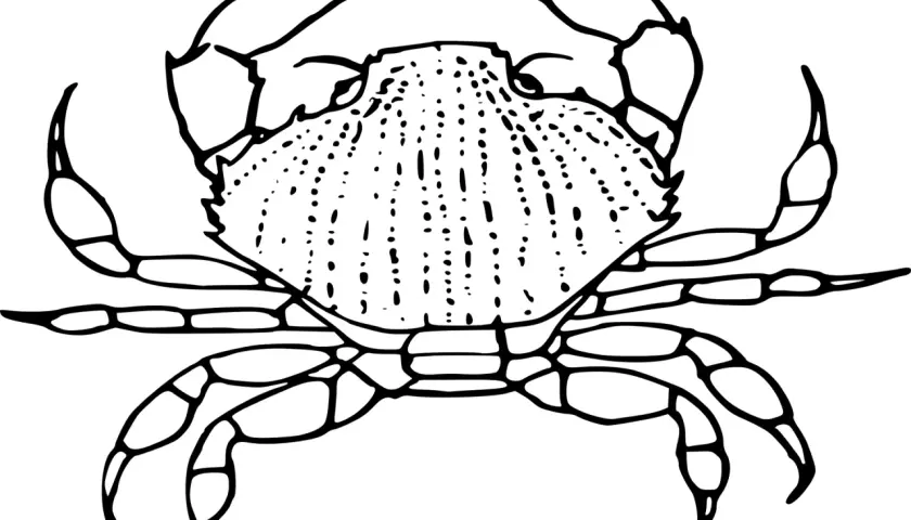 Un dibujo de cangrejo para colorear, listo para llenarlo de vida y color.