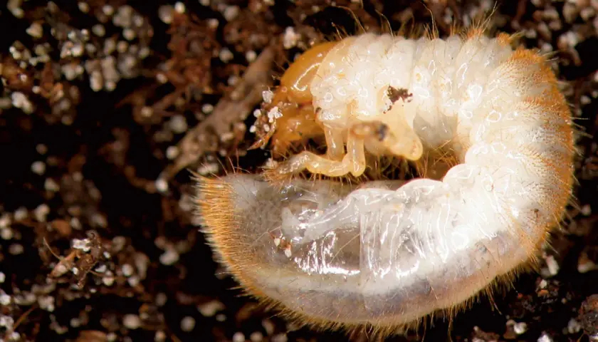 Larva bianca e pelosa, un esempio di insetti che mangiano le radici delle piante, si muove nel terreno scuro.