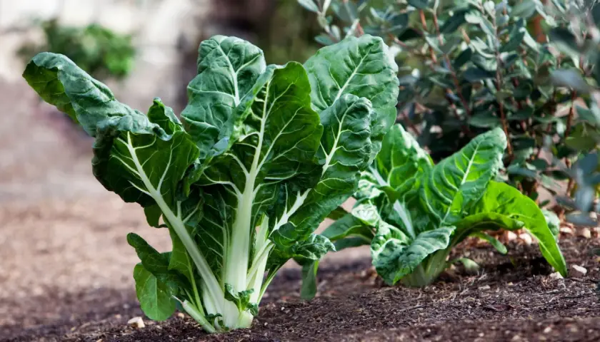 Plantas de acelgas verdes y frescas en un huerto. ¡Los perros pueden comer acelgas!