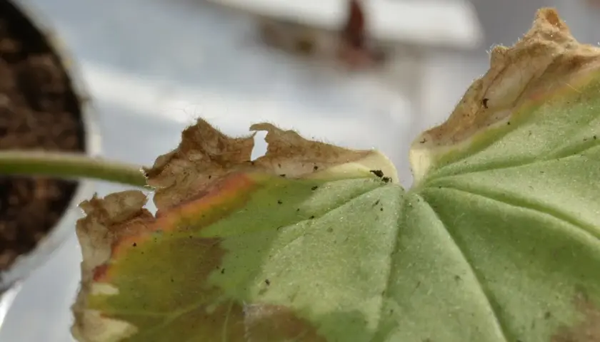 En pelargon med gula blad och brända kanter. En del av bladet har blivit brunt och torrt.
