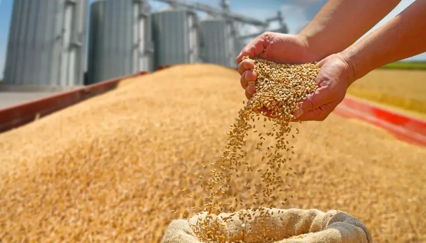 Mains remplies de maïs grain sec, versant le grain dans un sac, avec des silos en arrière-plan.