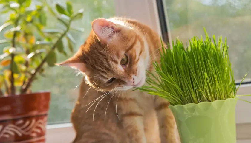 An orange tabby cat nibbles on fresh cat grass, enjoying its benefits.
