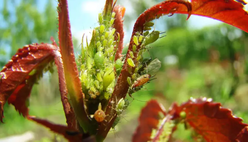 Un jeune plant de framboisier envahi par des pucerons verts. Ces petits insectes, le puceron framboisier, se nourrissent de la sève des jeunes pousses.