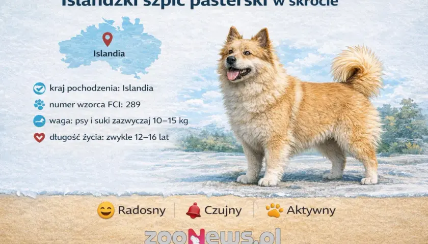 Radosny islandzki szpic pasterski, pies pasterski z Islandii, czujny i aktywny.