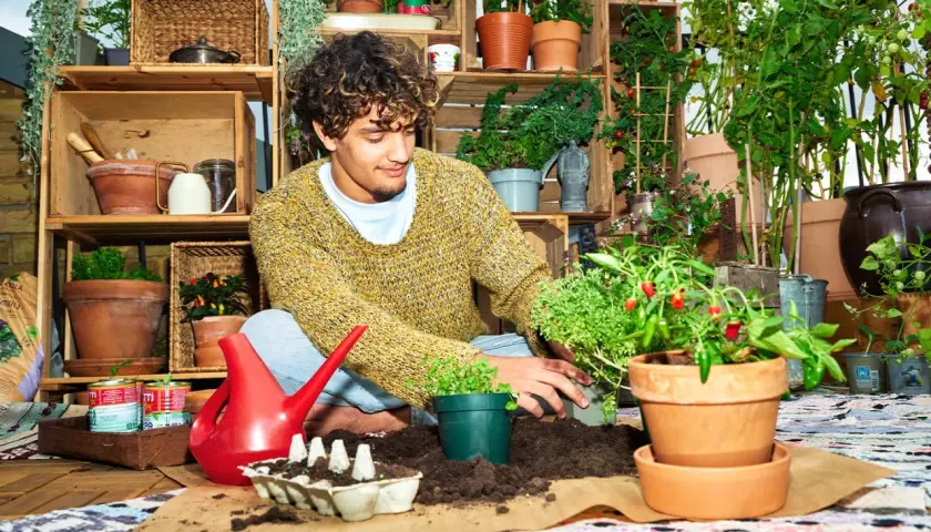 Ung man planterar en chili planta bland andra gröna växter.