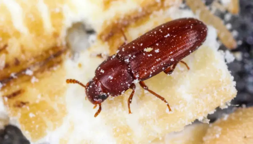 Ein brauner Käfer, Xylocoris flavipes, krabbelt über ein Stück Nahrung, bedeckt mit feinem weißem Pulver.