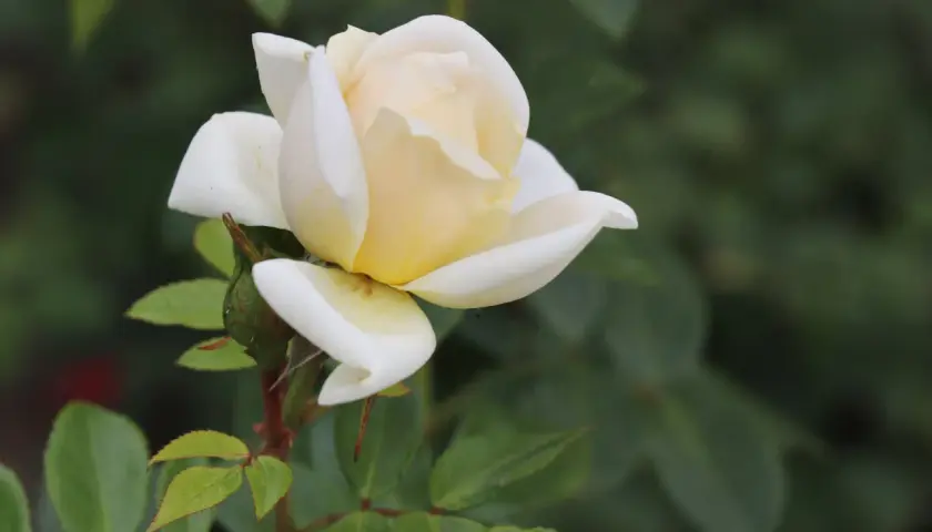 En ljusgul ros med vita kanter, redo att planteras. En vacker blomma som växer fram.