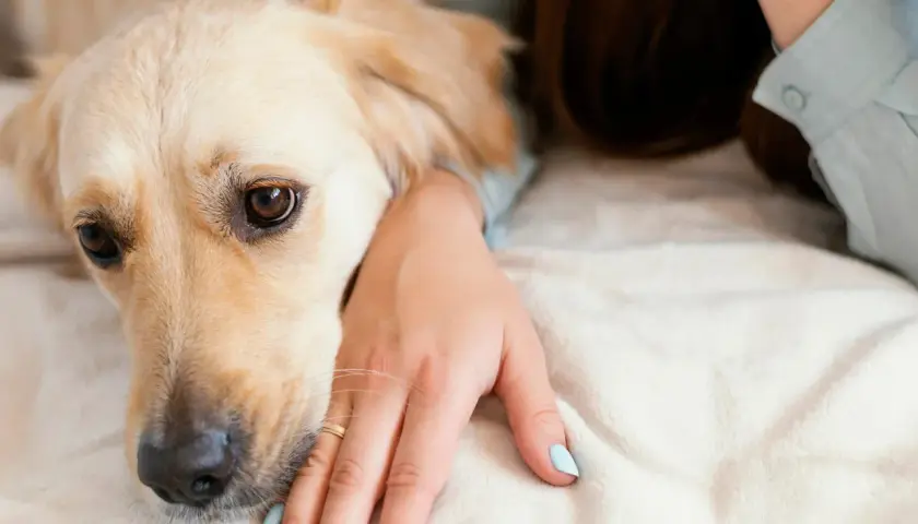Złoty retriever leży obok swojej pani, która delikatnie głaszcze go po głowie. Pies wygląda na zmęczonego, być może potrzebuje antybiotyku dla psa.