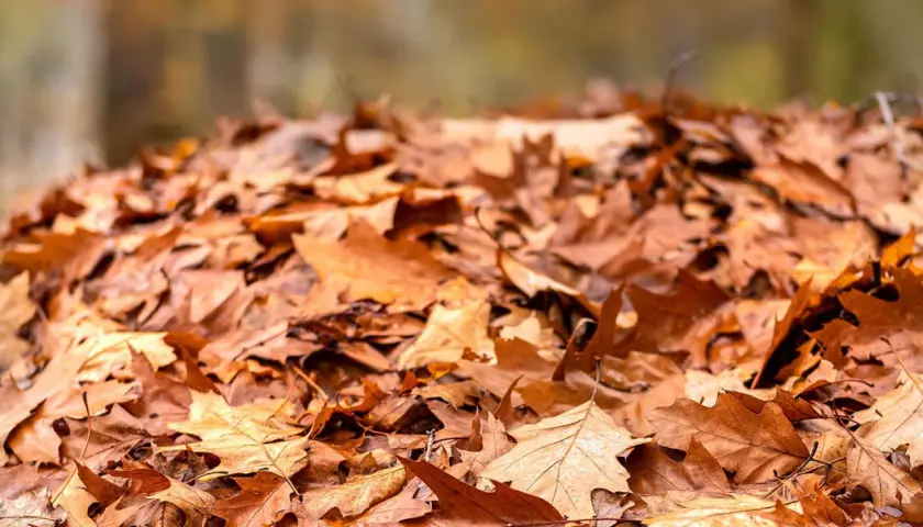 Ein Haufen trockener Herbstblätter, bereit, um wertvollen Laubkompost herzustellen.