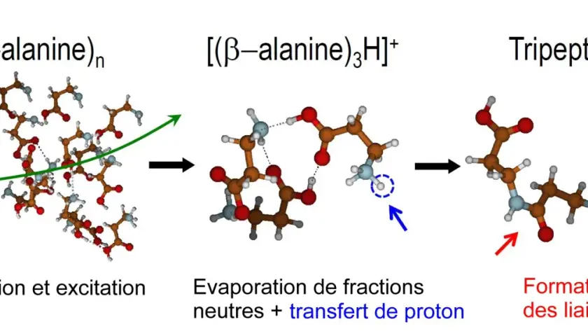 Schéma montrant la formation d'un tripeptide à partir de β-alanine, impliquant ionisation, évaporation et transfert de proton, illustrant la définition des acides aminés.