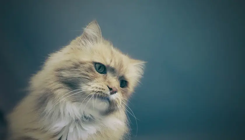 Puszysty rudy kot z zielonymi oczami, wygląda jakby dużo pił i teraz zastanawia się nad życiem.