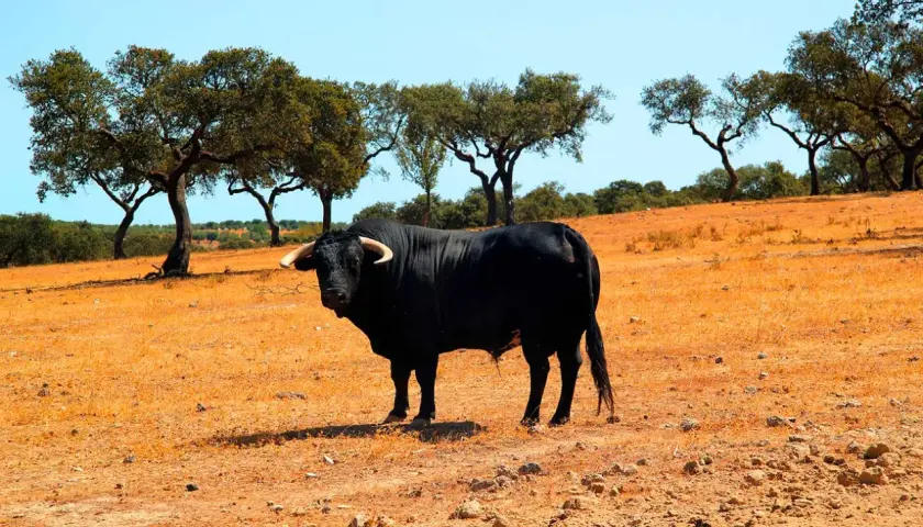 Toro negro imponente en un campo seco, bajo la sombra de árboles. Un ejemplar de la ganadería Torrehandilla.