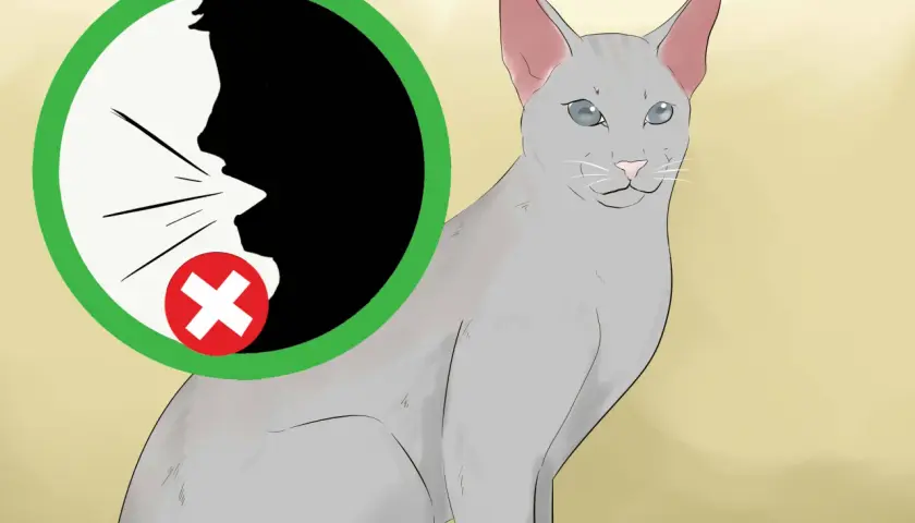 Graue Katze mit blauen Augen, neben einem Kreis mit einem durchgestrichenen Mund.