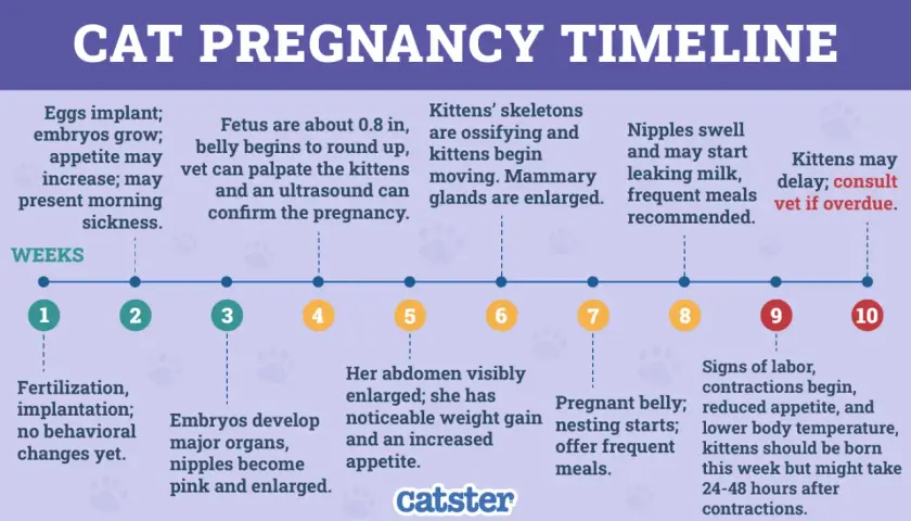 Cat pregnancy timeline showing pre labor signs week by week: from implantation to labor, with key developmental milestones and physical changes.