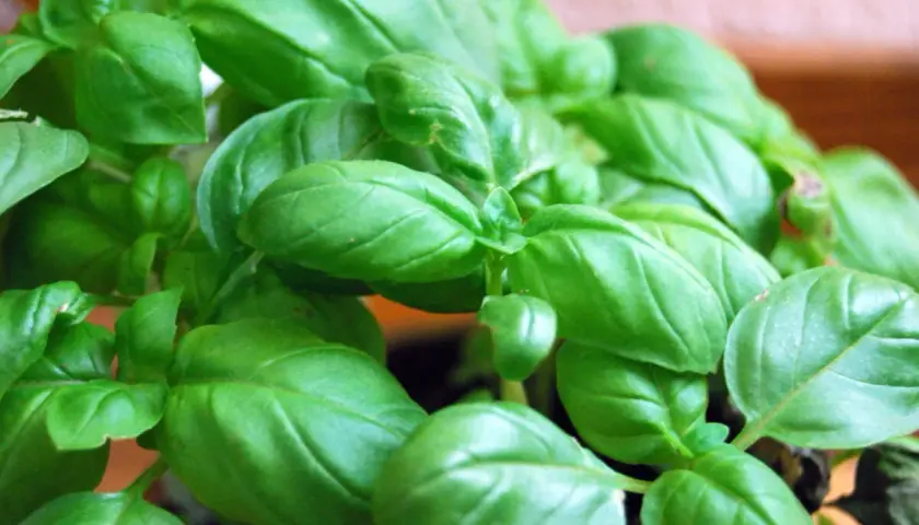 Un primo piano di foglie verdi e lucide di basilico, una verdura profumata perfetta per la cucina.