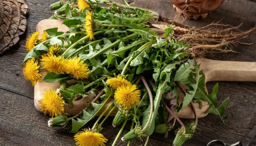 Un mazzo di tarassaco con fiori gialli e radici su un tagliere di legno. Attenzione, alcune varietà di tarassaco velenoso possono assomigliare a queste.